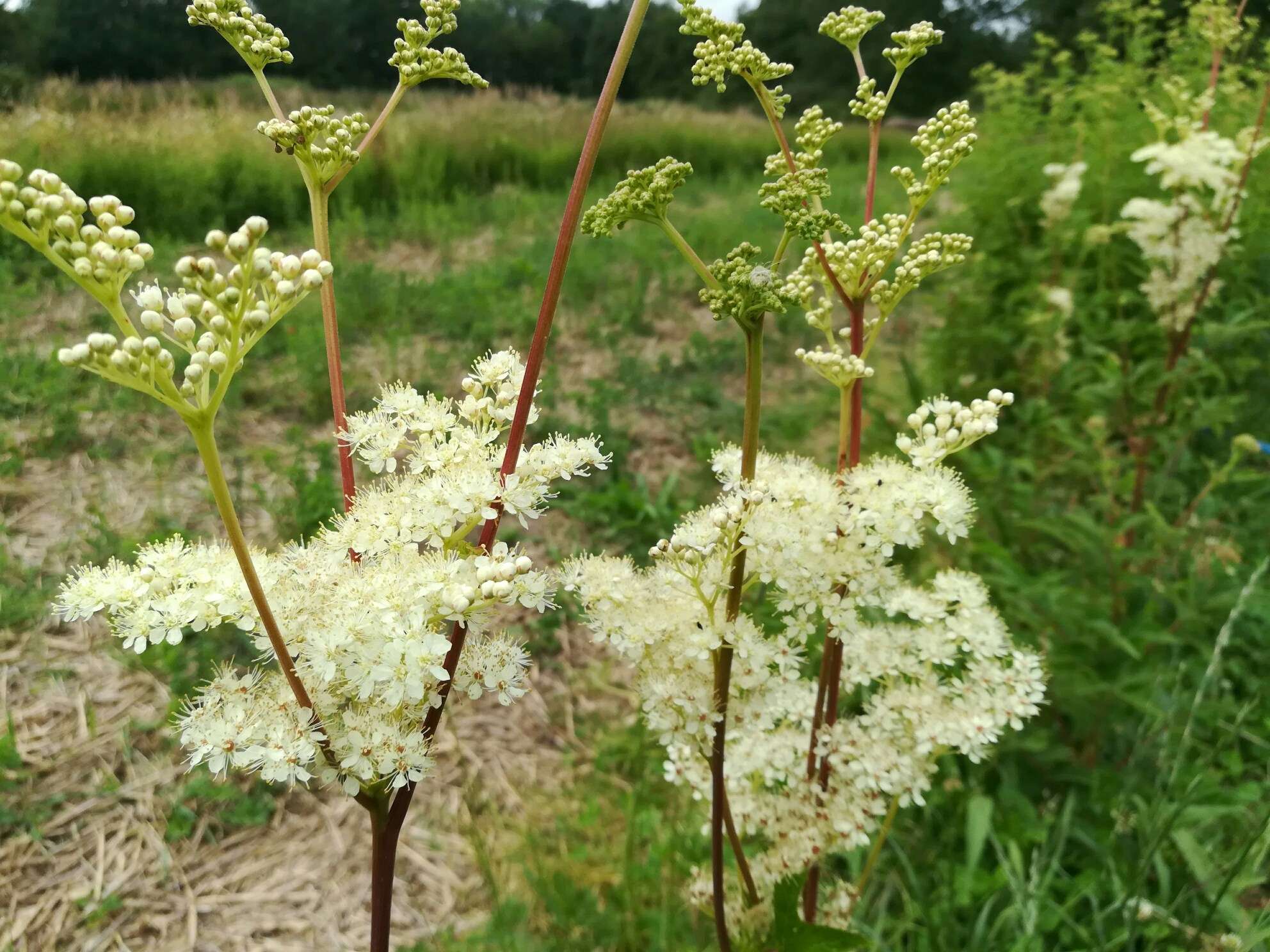 Cookie's Reine des prés & chocolat au lait – Image 2